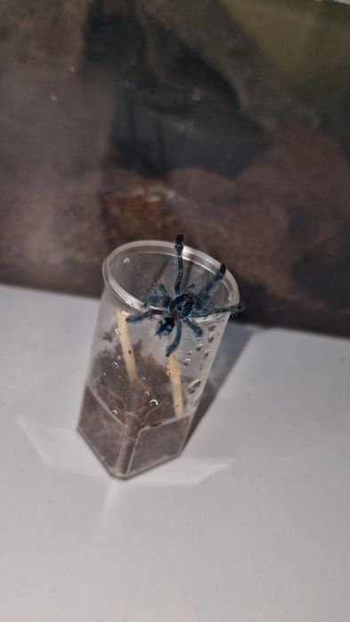 Caribena versicolor L4 ptasznik