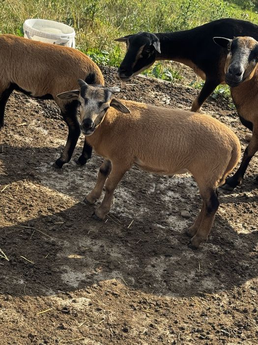 Tryki i Owce Kameruńskie