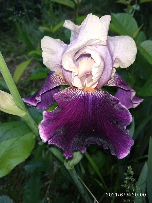 Іриси бородаті високорослі