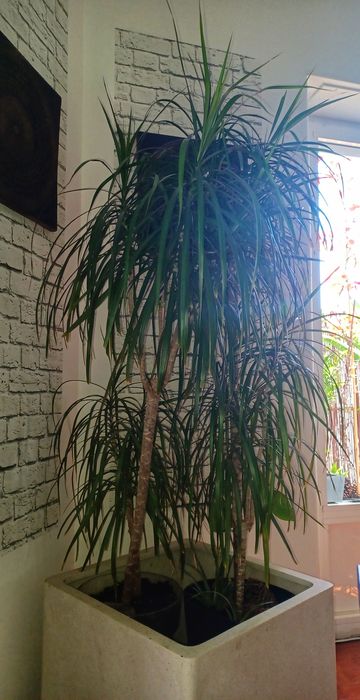 Dracaena Marginata 180cm