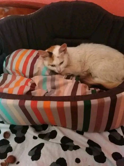 Пропала кішка вр вулиці Котлярська