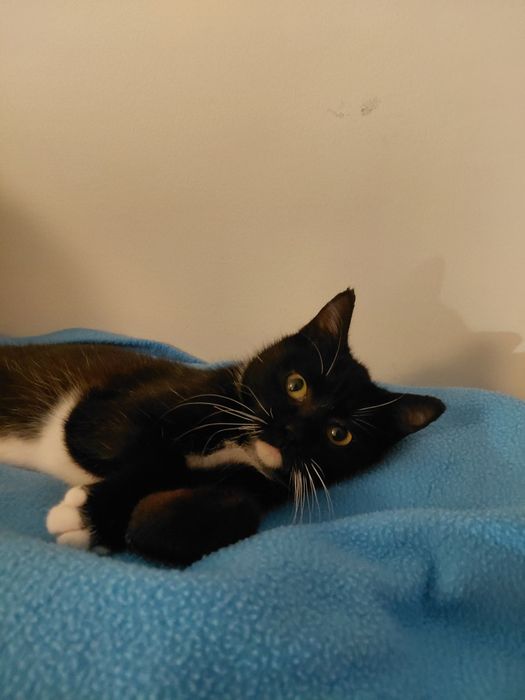 Gato bebé de 4 meses para adoção (Musgo)