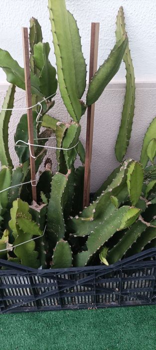 Mudas de pitaya várias variedades disponivel com Raiz