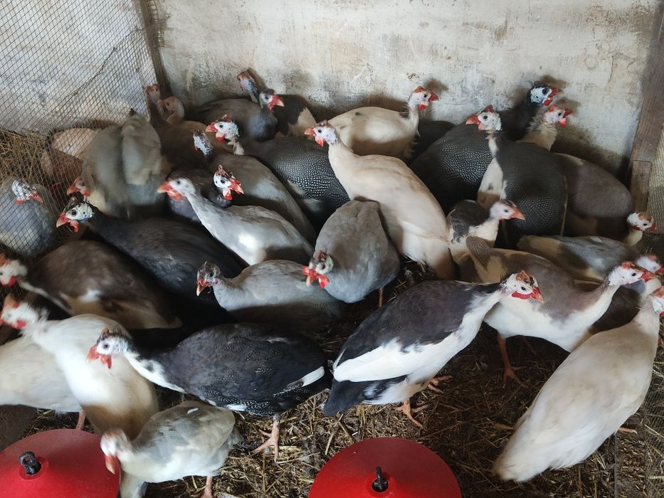 Perliczki, perlik, indyki