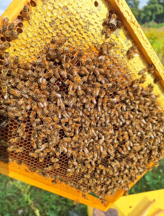 Rodziny pszczele – zdrowe i silne
Treść: