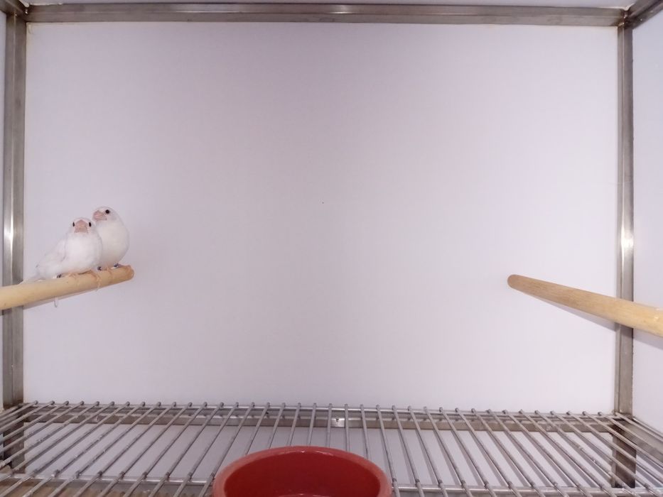 Bengalins de Exposição