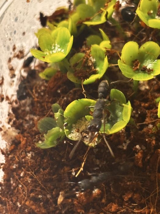Harpegnathos venator