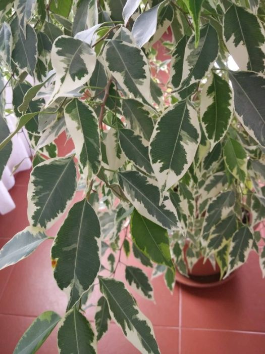 Planta - Ficus benjamina 'Twilight' / Crepúsculo