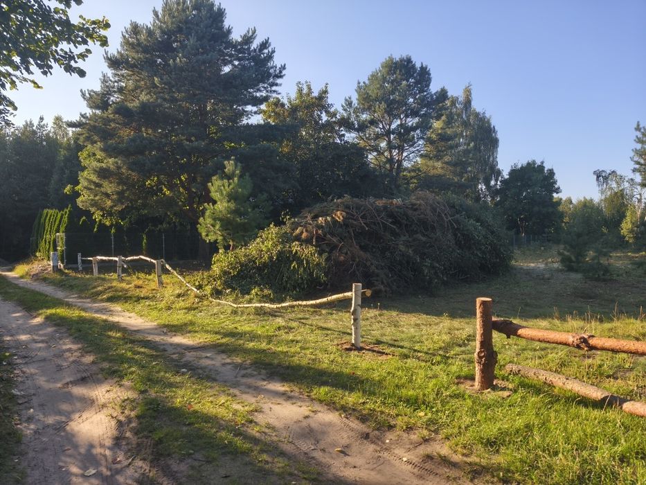 Gałęziówka za darmo BRZOZA