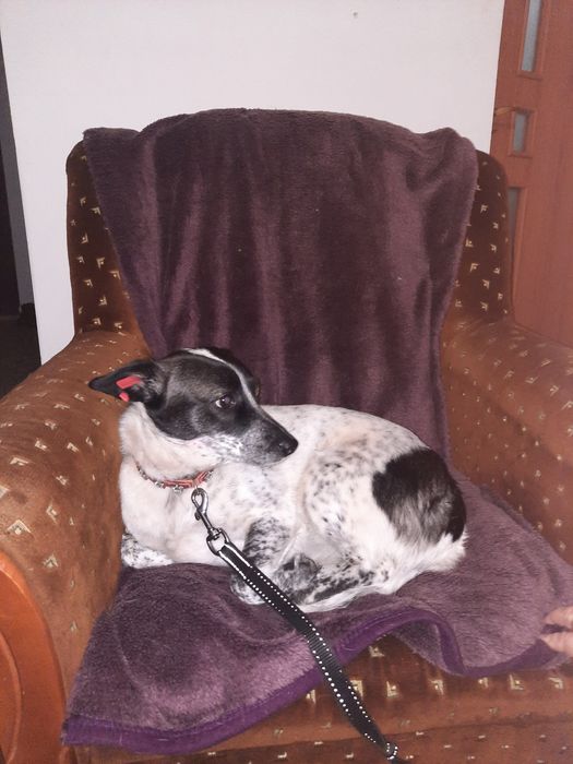 Сабаки отдам домашние