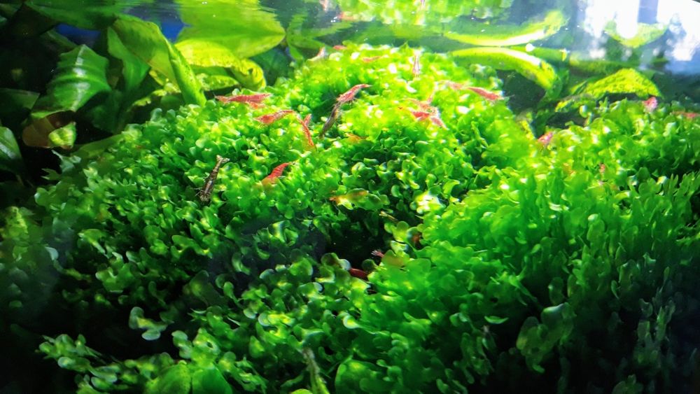 Rośliny, Mech, Pelia, Kryptokoryna, Anubias