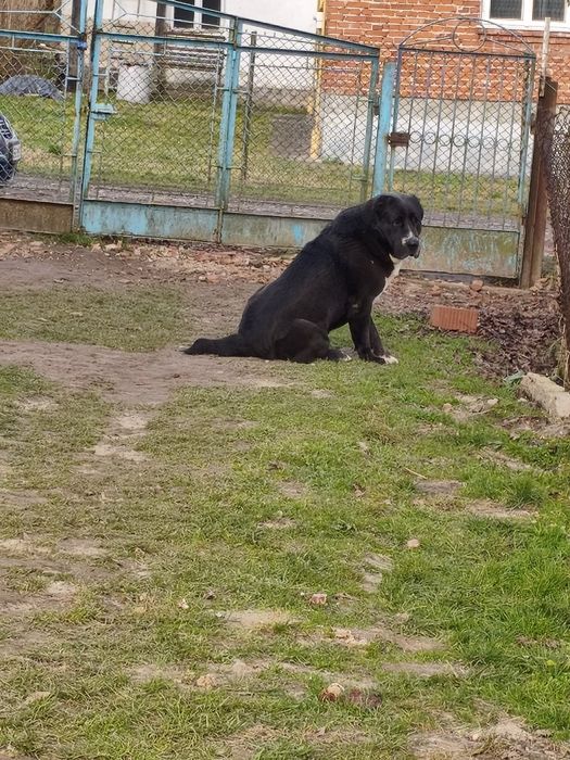 Алабай  кобель  в'язку