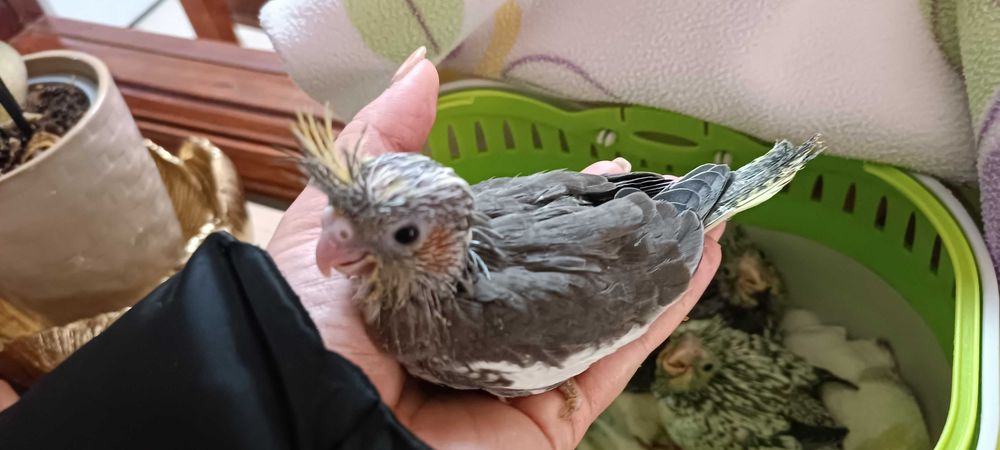 Aves para acabar de criar a mão, adultos ou domesticados.