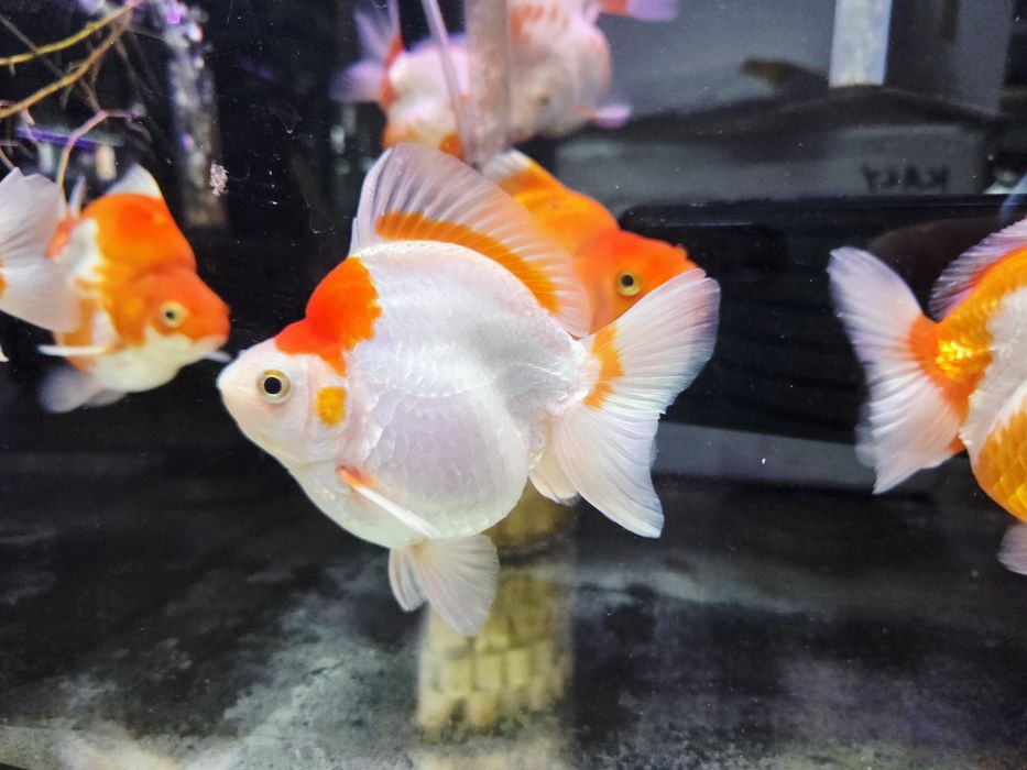 Welonka ryukin red and white broad tail (PROMOCJA)