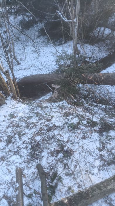 Olcha kłócę tartaczne