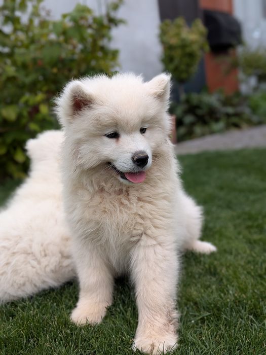 Śliczny Samoyed samiec