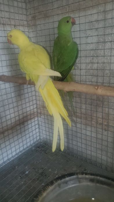 cedo ring necks sexados