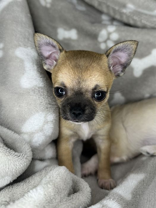 Малесенька дівчинка чіхуахуа