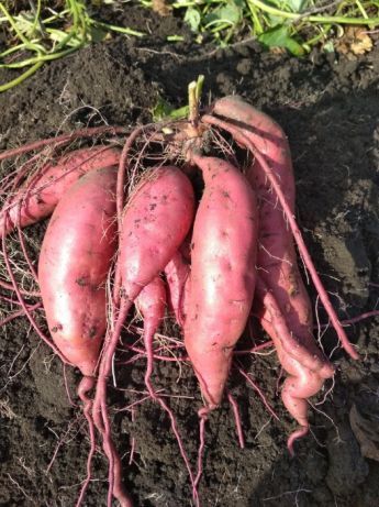 Батат (солодка картопля) - розсада, ціна/якість, доставка