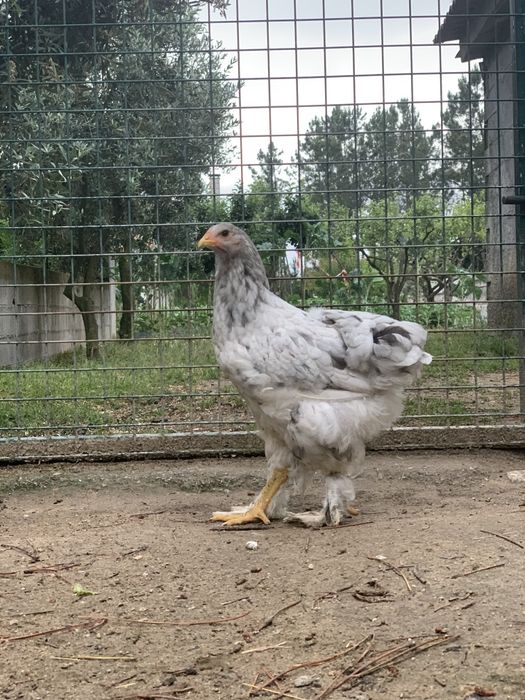 machos Brahma splash e azul