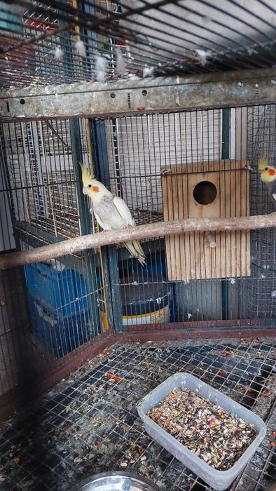 Casal caturras adulto