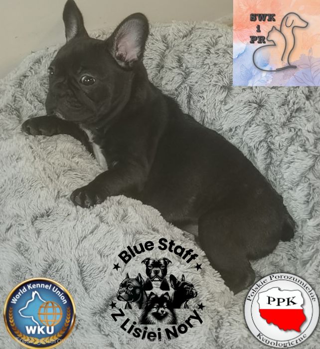 Buldog francuski samica czarna jak węgiel