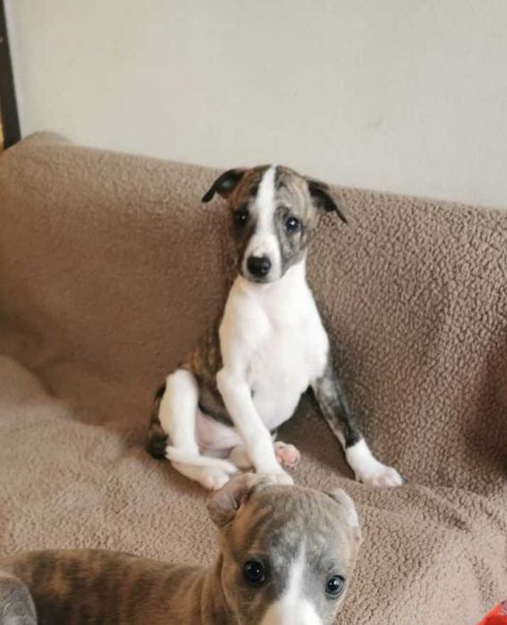 szczenięta Whippet - suczka