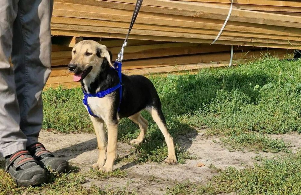 Młody pies bardzo pilnie szuka domu.