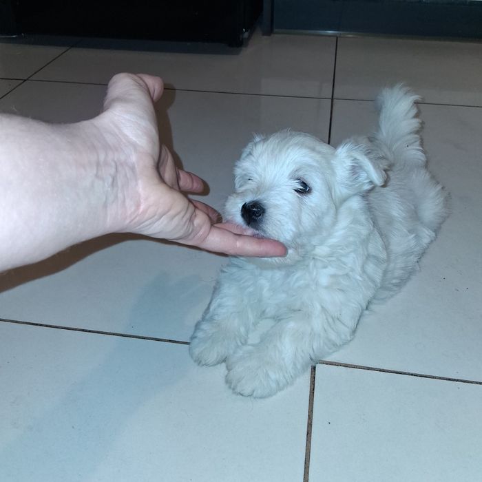 Śliczny Piesek  West