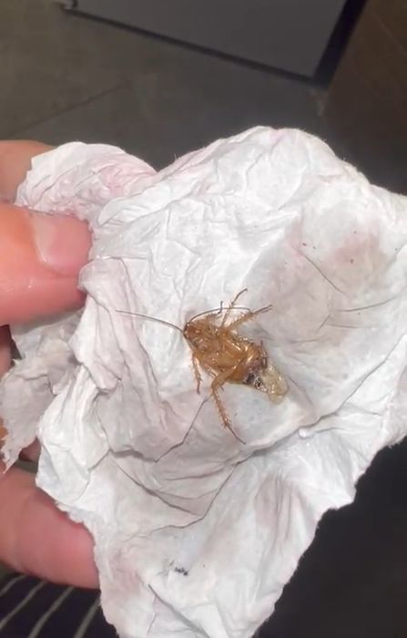 Pragas / Controlo de pragas