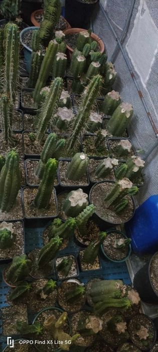 Cactos San Pedro / wachuma.cacto.sagrado