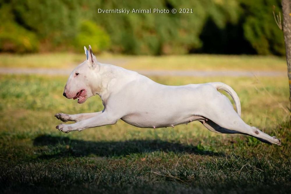 Питомник Blow Century UA