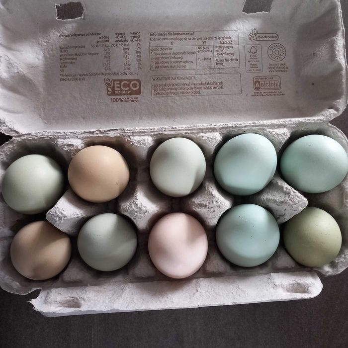Jajka lęgowe mix
