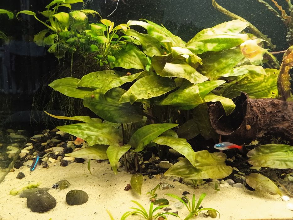Акваріумні рослини