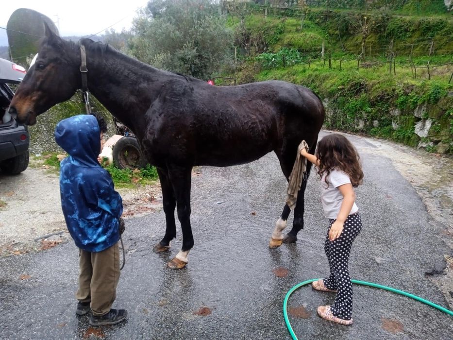 Vende-se cavalo inteiro