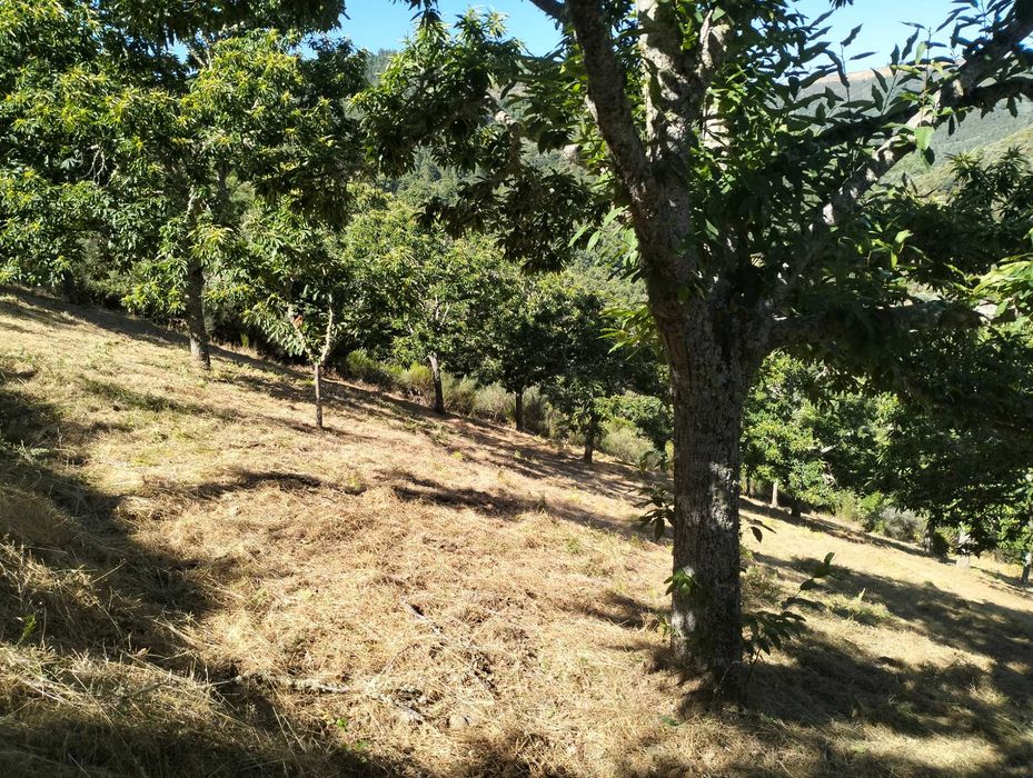 Limpeza de terrenos