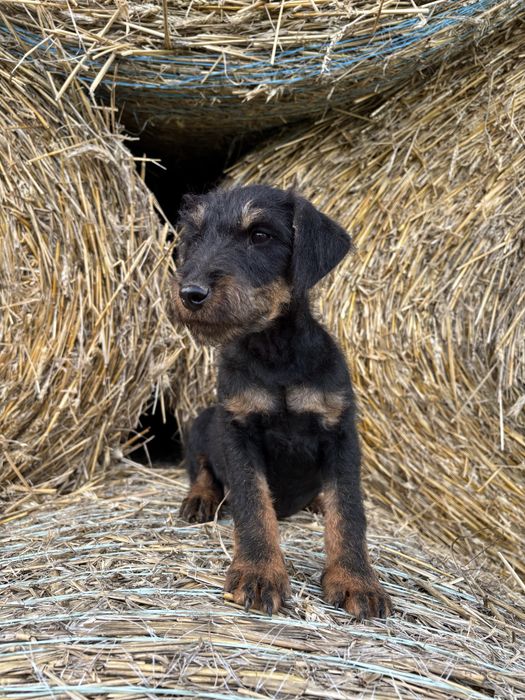Niemiecki Terrier