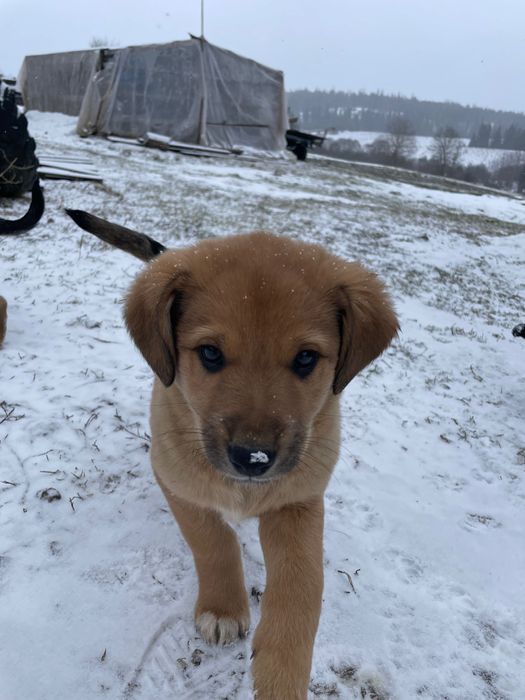 Віддам цуценя в добрі руки