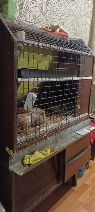 Продам морских свинак