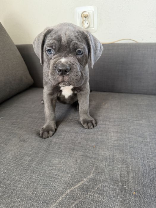 Cane Corso Italiano