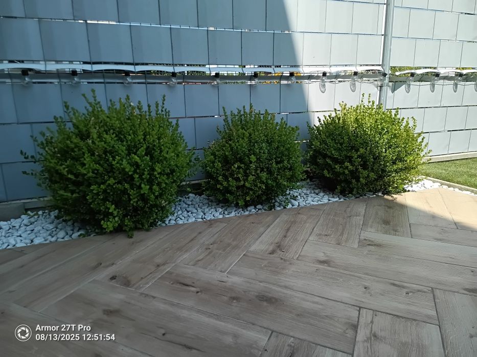 Bukszpan formowany w kulkę