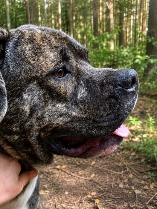 Pies w typie cane corso