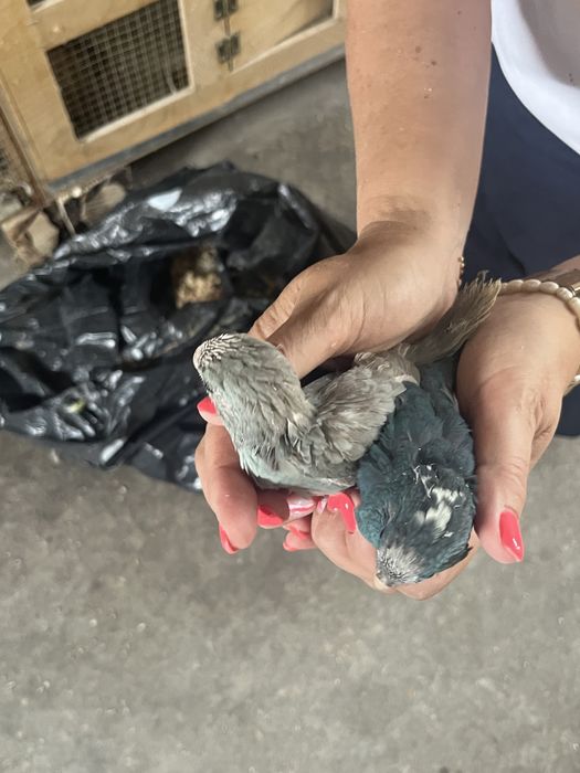 Kakarikis varias cores