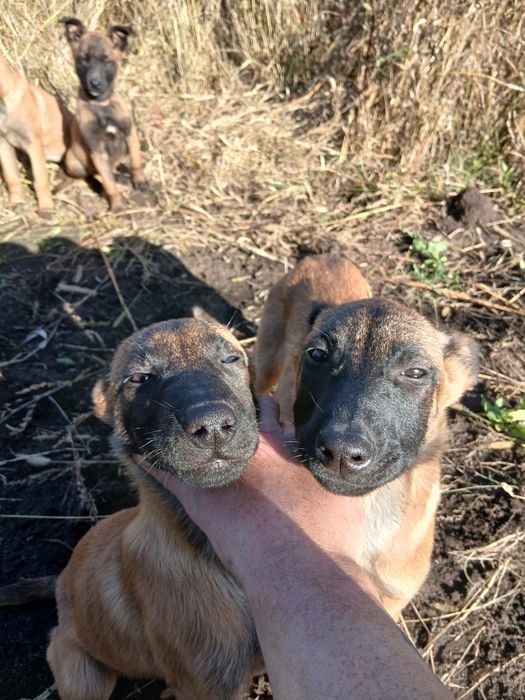 Цуценята Малінуа