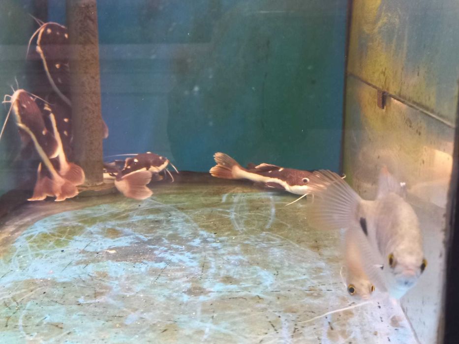 Gourami gigante red tail \ Osphronemus laticlavius 8-10cm