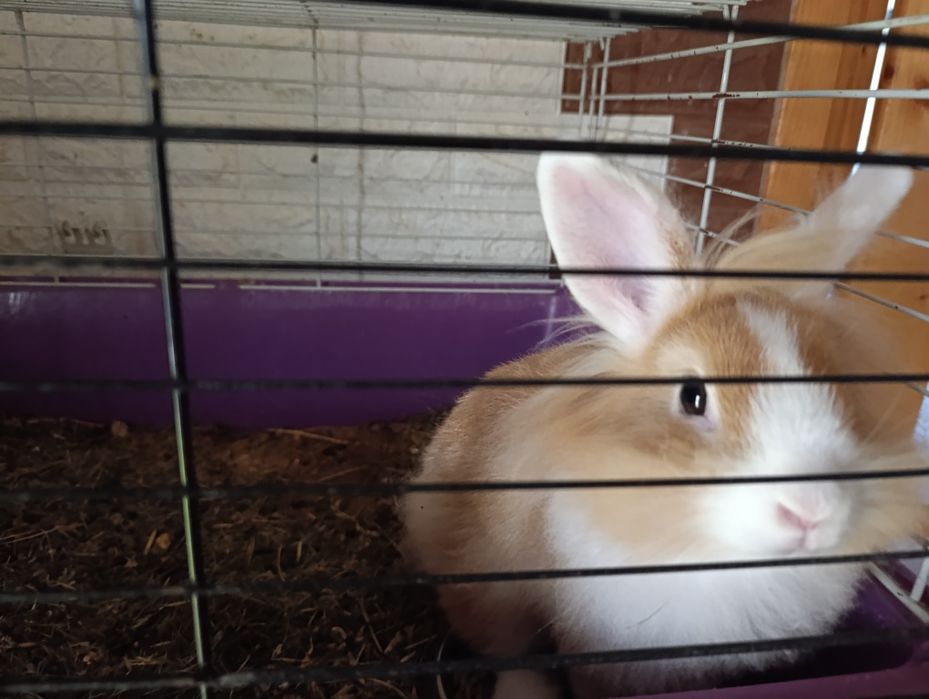 Декоративні кролики