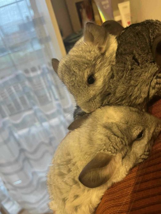 Szynszyle mlode  samica  i samce