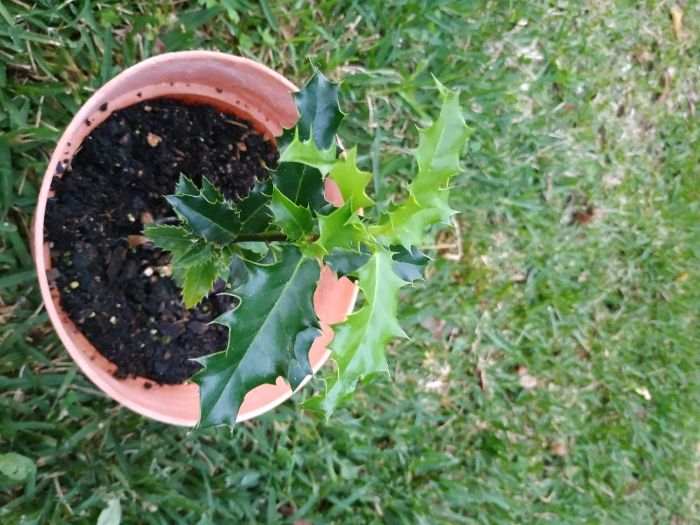 Azevinhos em vaso
