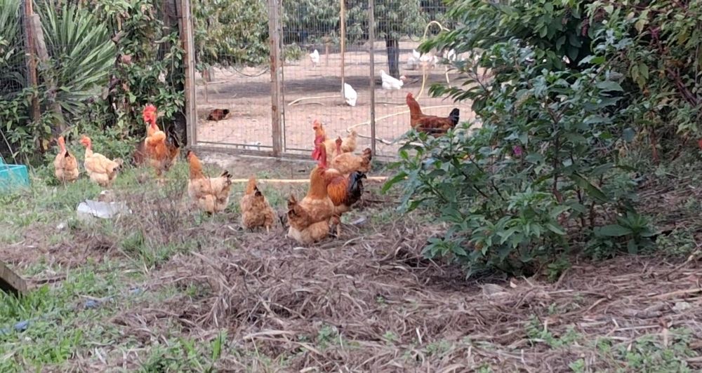 Ovos Galinha Amarela Portuguesa