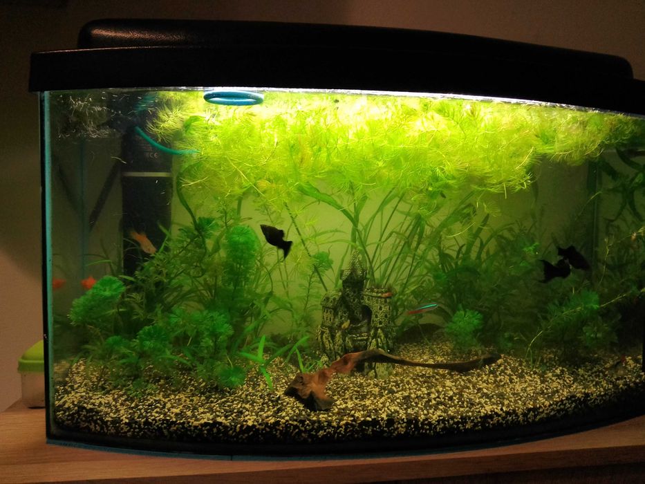 Akwarium z życiem
